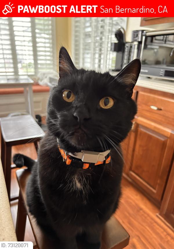 Lost Male Cat last seen Long Leaf Pine Pl, San Bernardino, CA 92407