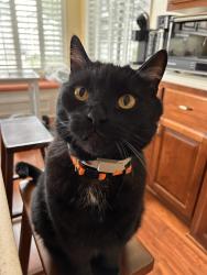 Lost Male Cat last seen Long Leaf Pine Pl, San Bernardino, CA 92407