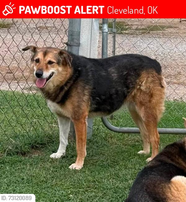 Lost Female Dog last seen Near East Wichita Ave, Cleveland, OK 74020