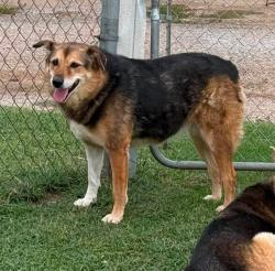 Lost Female Dog last seen Near East Wichita Ave, Cleveland, OK 74020