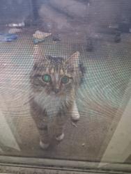Found/Stray Unknown Cat last seen The apmts behind the Costco and the emergency vet clinic, Colorado Springs, CO 80918
