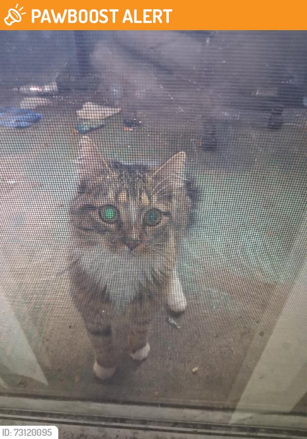 Found/Stray Unknown Cat last seen The apmts behind the Costco and the emergency vet clinic, Colorado Springs, CO 80918