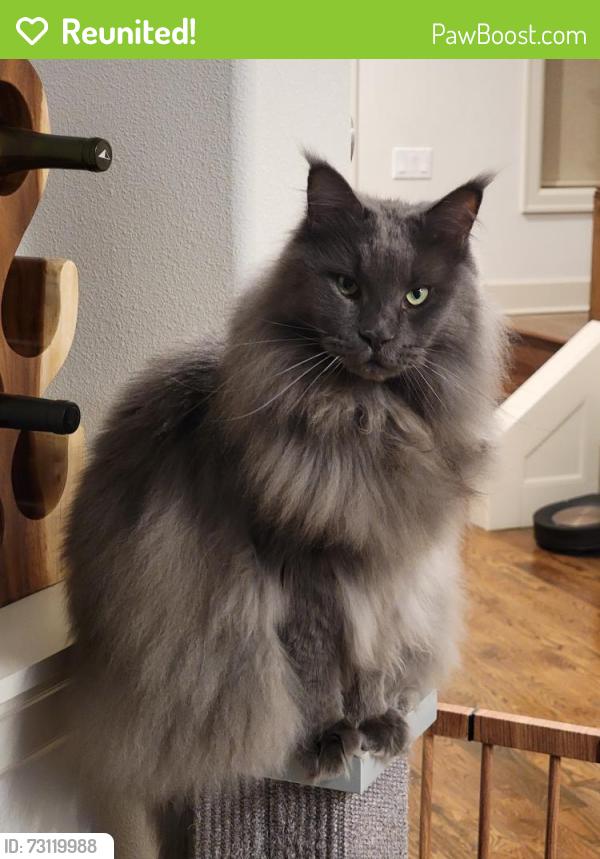 Reunited Male Cat last seen Robinwood Park, West Linn, OR 97068