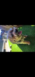 Found/Stray Unknown Dog last seen NE Burton Rd, Vancouver, WA 98662
