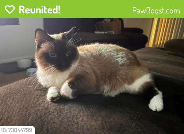 Reunited Female Cat last seen Springdale rd, Rock Hill, SC 29730