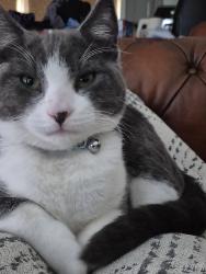 Lost Male Cat last seen Shepley mews, en3, Greater London, England EN3 6HA