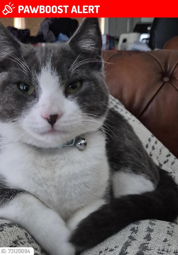 Lost Male Cat last seen Shepley mews, en3, Greater London, England EN3 6HA