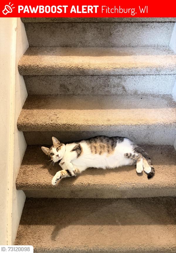Lost Female Cat last seen Hatchery hill park, Fitchburg, WI 53713
