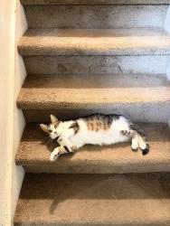 Lost Female Cat last seen Hatchery hill park, Fitchburg, WI 53713