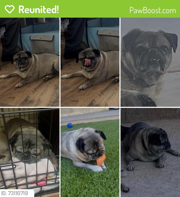 Reunited Male Dog last seen Spring/ Daisy, Long Beach, CA 90806