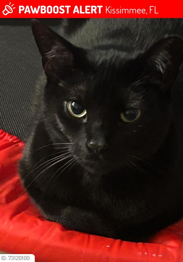 Lost Male Cat last seen Near e irlos Bronson memorial or Saint Cloud área, Kissimmee, FL 34744