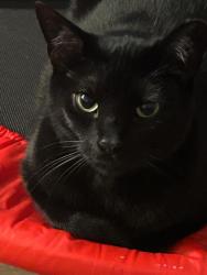 Lost Male Cat last seen Near e irlos Bronson memorial or Saint Cloud área, Kissimmee, FL 34744