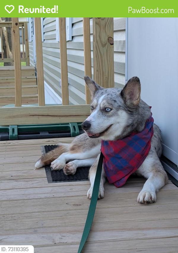 Reunited Female Dog last seen Ohio Street, Tennessee street, Gary, IN 46409
