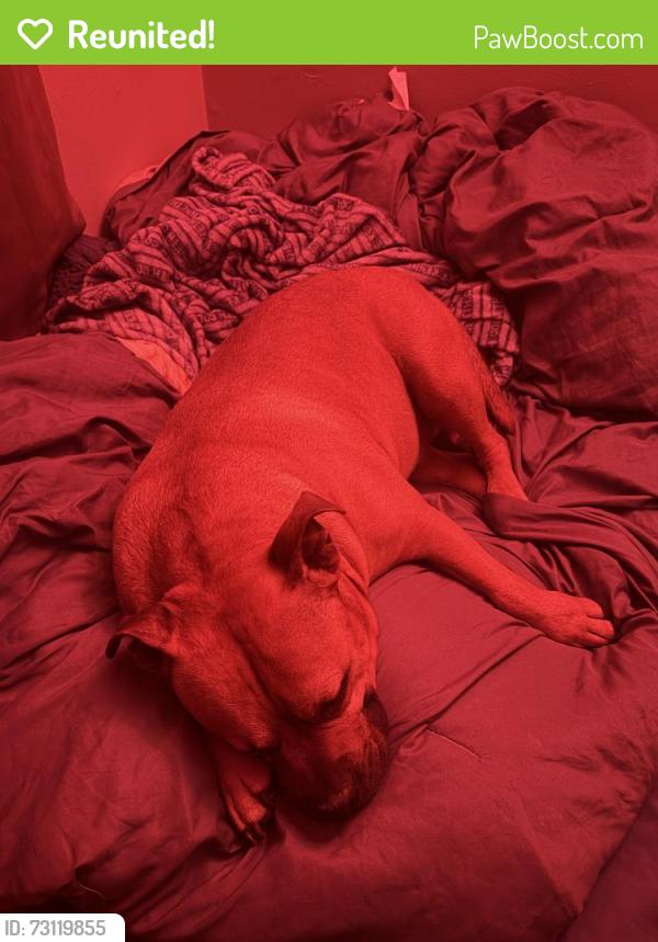 Reunited Male Dog last seen Near Washburn Ave N Minneapolis, Minneapolis, MN 55430