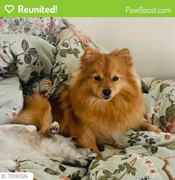 Reunited Female Dog last seen Near Mar vista st, Whittier, CA 90605