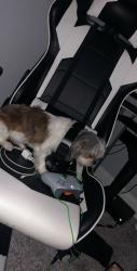 Reunited Male Dog last seen Ocean buffet/Michels/Crunch Fitness, Waco, TX 76710