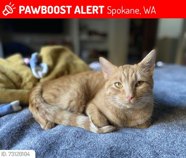 Lost Male Cat last seen 33rd & Jefferson, near High Drive and Comstock Park, Spokane, WA 99203
