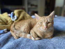 Lost Male Cat last seen 33rd & Jefferson, near High Drive and Comstock Park, Spokane, WA 99203