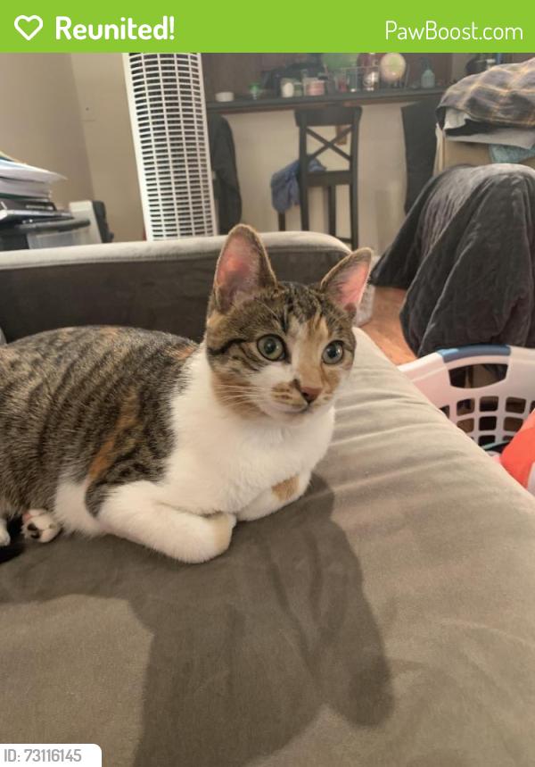 Reunited Female Cat last seen 1st and 137th, Seattle, WA 98177