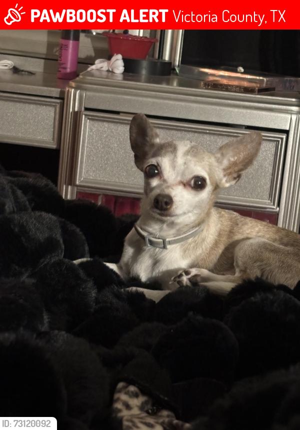 Lost Female Dog last seen BuckSquare Street Victoria Tx 77905, Victoria County, TX 77905