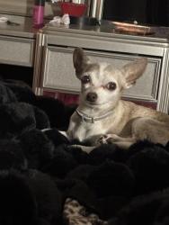 Lost Female Dog last seen BuckSquare Street Victoria Tx 77905, Victoria County, TX 77905
