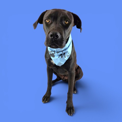 Shelter Stray Male Dog last seen Near BLOCK WALNUT DR, ARVIN CA 93203, 3951 Fruitvale Ave, Bakersfield, CA 93308, USA