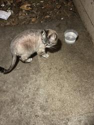 Reunited Unknown Cat last seen 135th & Stark, Portland, OR 97236
