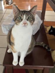 Lost Female Cat last seen At the corner of Wade rd and Rodger’s rd, Seymour, TN 37865