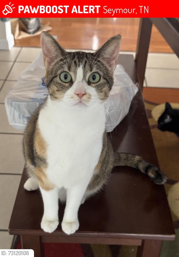 Lost Female Cat last seen At the corner of Wade rd and Rodger’s rd, Seymour, TN 37865