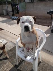 Reunited Male Dog last seen Speedway and Columbus, Tucson, AZ 85711