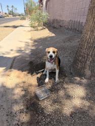 Reunited Male Dog last seen 55th and Hayward, Glendale, AZ 85301
