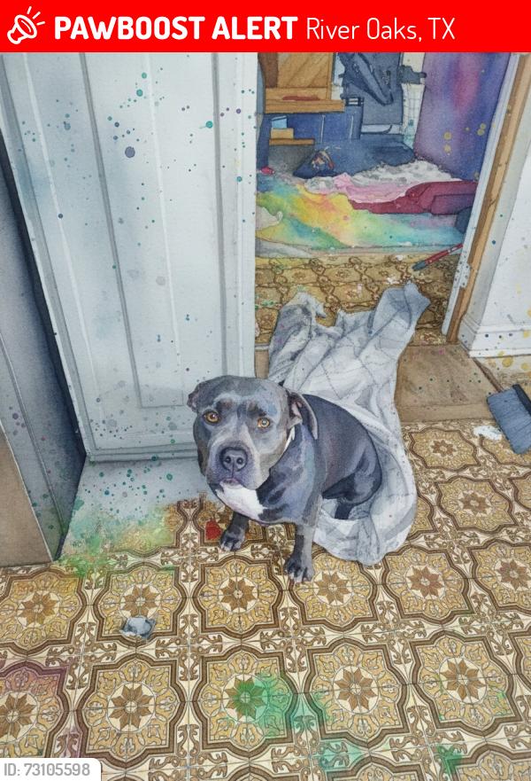Lost Female Dog last seen Merritt and Almena, River Oaks, TX 76114