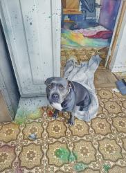 Lost Female Dog last seen Merritt and Almena, River Oaks, TX 76114