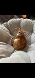 Lost Male Cat last seen Near N 530 W hurricane Utah, Hurricane, UT 84737