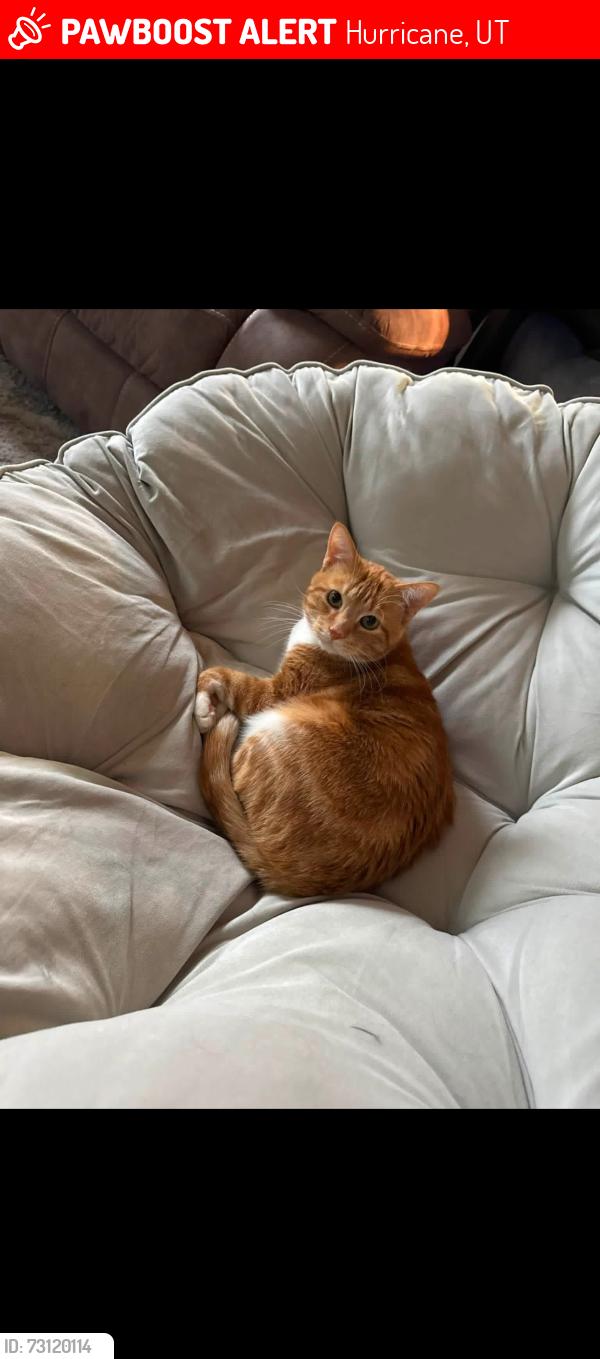 Lost Male Cat last seen Near N 530 W hurricane Utah, Hurricane, UT 84737