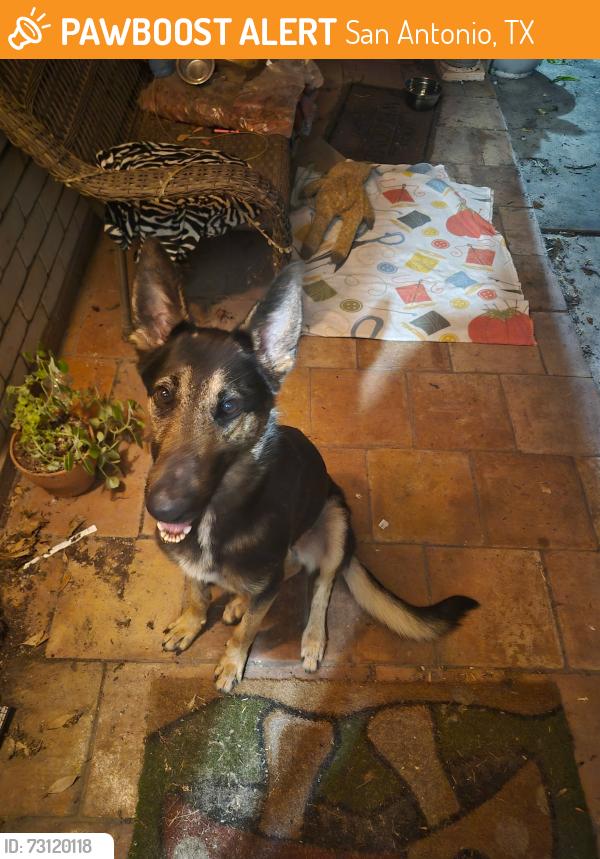 Found/Stray Unknown Dog last seen Corner of Bloomdale and Molokai, San Antonio, TX 78218