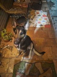Found/Stray Unknown Dog last seen Corner of Bloomdale and Molokai, San Antonio, TX 78218