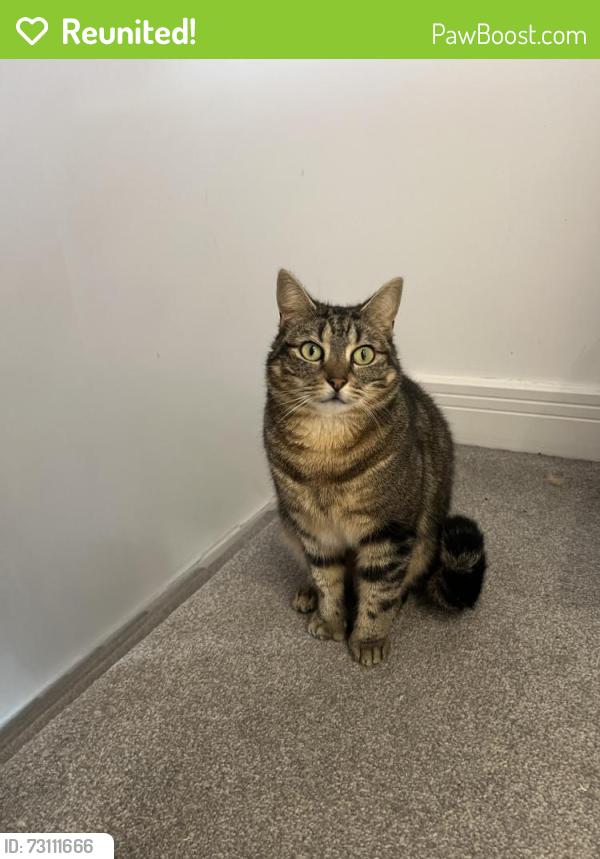 Reunited Female Cat last seen Colosseum drive, Houghton Regis, England 