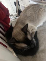 Reunited Male Cat last seen River ridge high school, Olympia, WA 98516