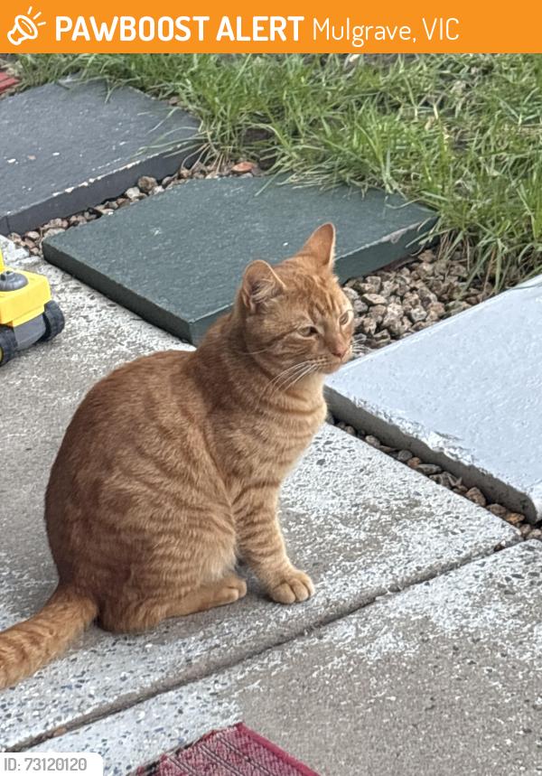 Found/Stray Male Cat last seen Police road, Mulgrave, VIC 3170
