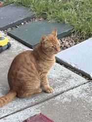 Found/Stray Male Cat last seen Police road, Mulgrave, VIC 3170