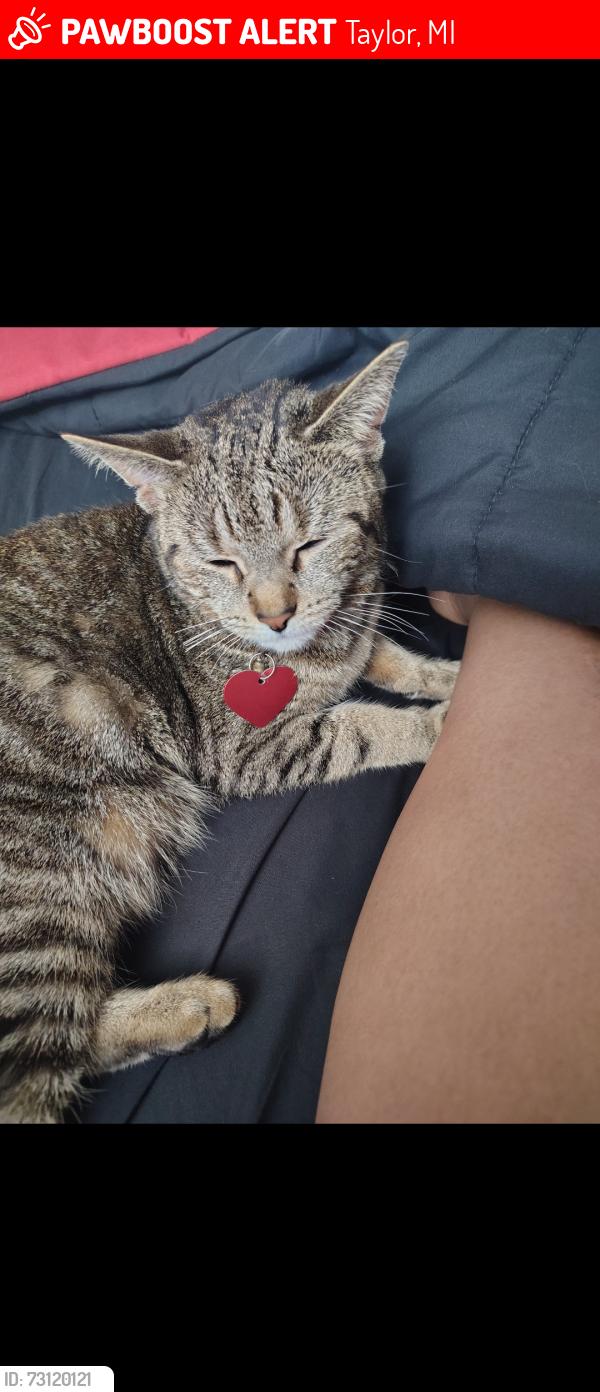 Lost Female Cat last seen Northline and Beech Daily, Taylor, MI 48180