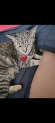 Lost Female Cat last seen Northline and Beech Daily, Taylor, MI 48180