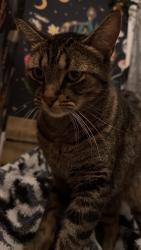 Lost Male Cat last seen Rosavel and Taft st, Irvine, CA 92620