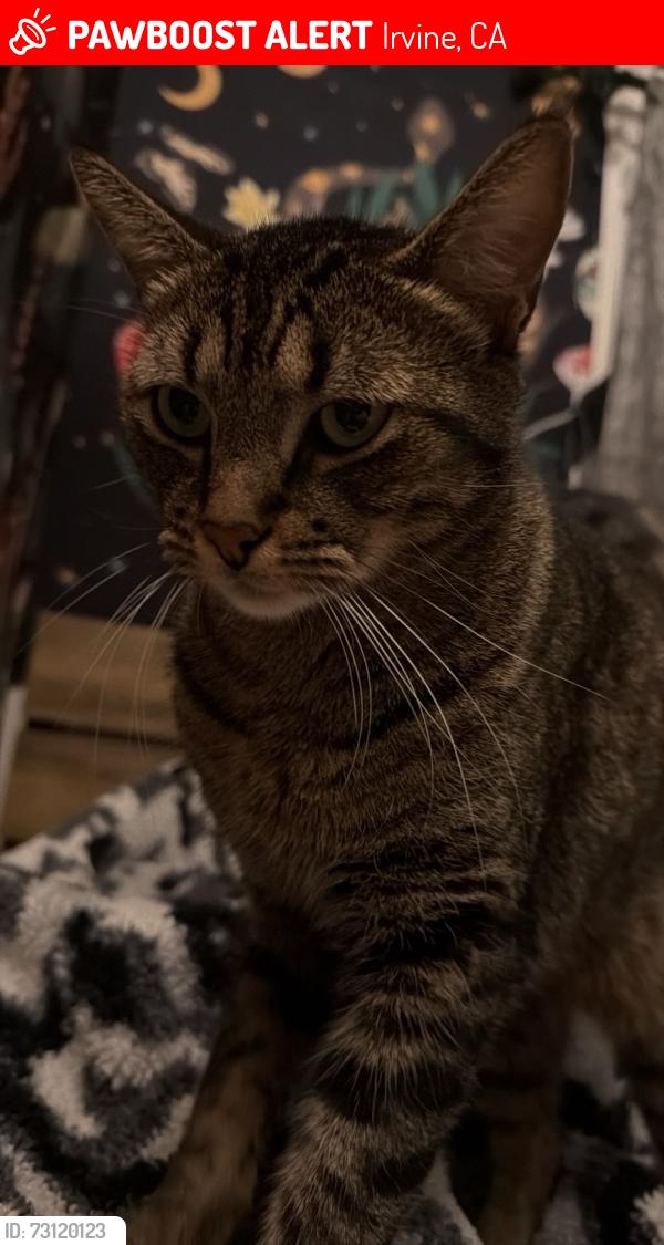 Lost Male Cat last seen Rosavel and Taft st, Irvine, CA 92620