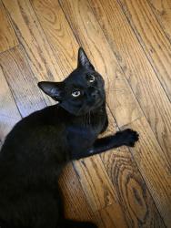 Reunited Male Cat last seen Corner of C St/School St, Lowell, MA 01851