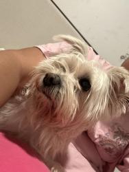 Reunited Female Dog last seen Mlk & skidmore, Portland, OR 97211