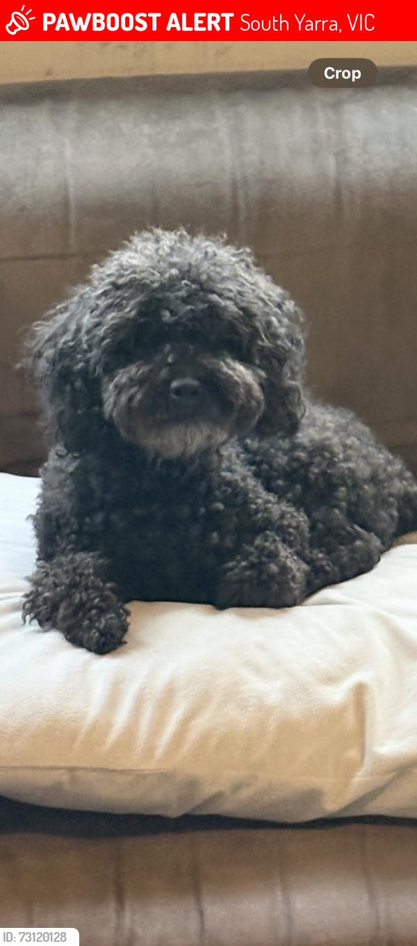 Lost Female Dog last seen Fawkner street south yarra, South Yarra, VIC 3141