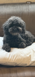 Lost Female Dog last seen Fawkner street south yarra, South Yarra, VIC 3141