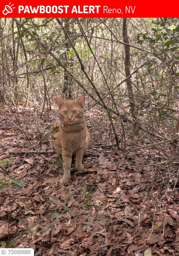 Lost Male Cat last seen Coronado way, Reno, NV 89503